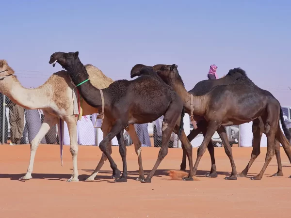 جدول مزاين الصياهد 1447 بالتفصيل في السعودية