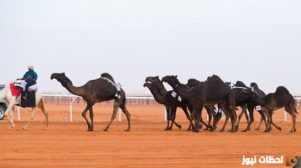 موعد مهرجان الملك عبدالعزيز للإبل 1447
