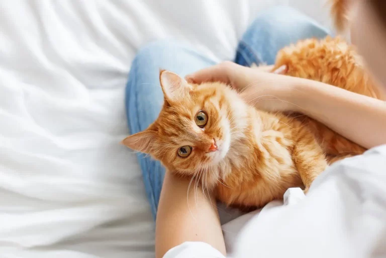 8 smells that cats hate وتعمل على إخافتها في المنزل
