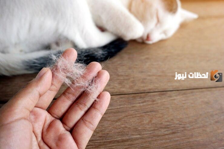 أسباب تساقط شعر القطط