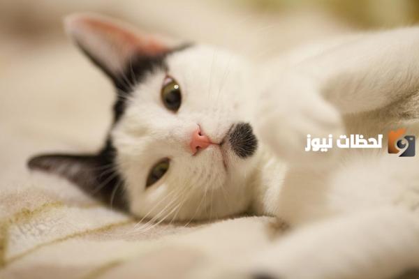 أسماء قطط ذكور كورية
