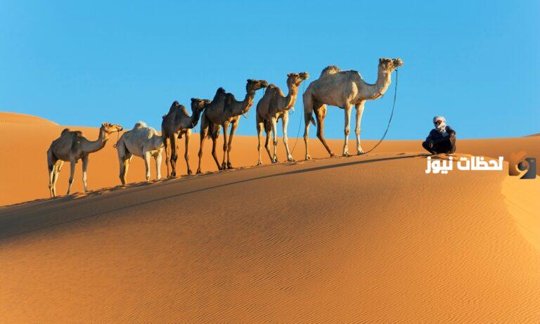 أصول عائلة المفرجي من أي قبيلة؟