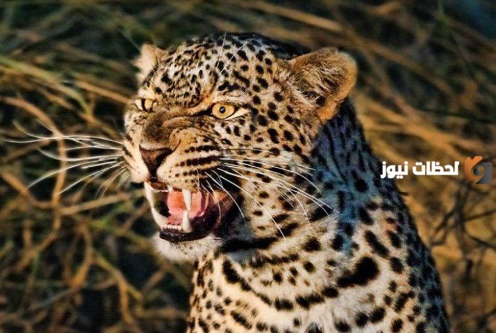 اسم حيوان بحرف الشين