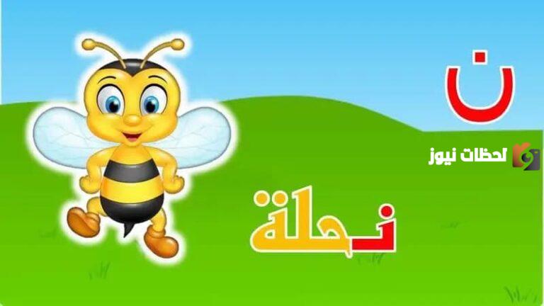 تعرف على اسم حيوان بحرف النون وأهم المعلومات عنه