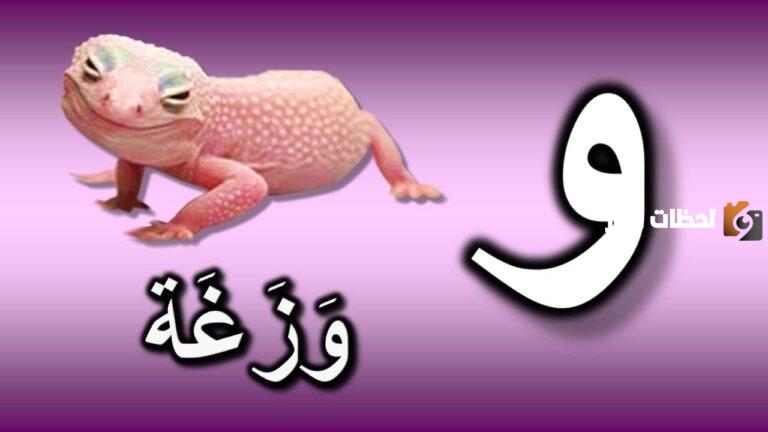 تعرف على اسم حيوان بحرف الواو