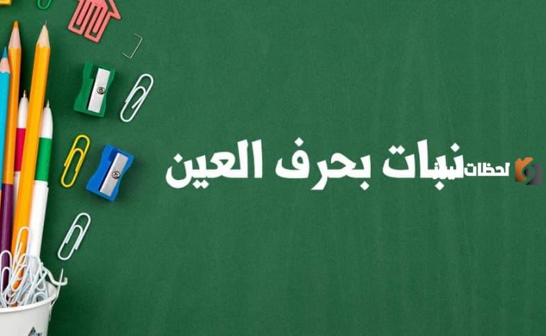 ما هو اسم نبات بحرف العين ؟