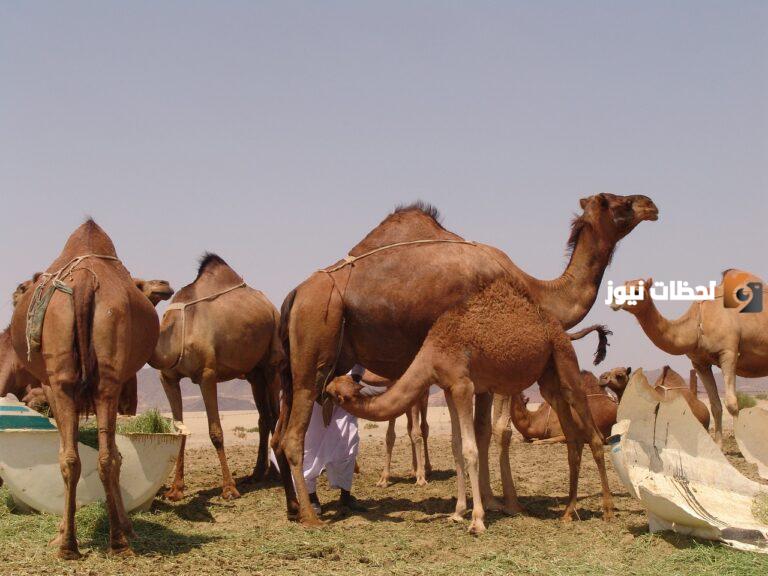 الرشيدي وش يرجع