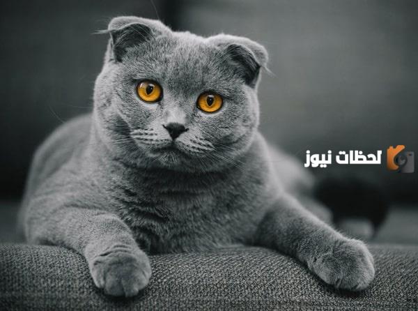 سلالات القطط النادرة