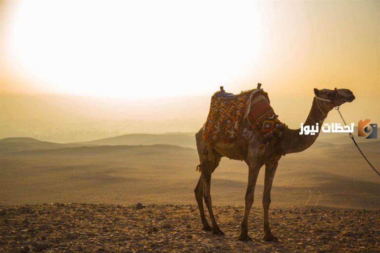 عائلة العامري من وين