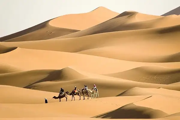 عائلة الهذلول وش ترجع