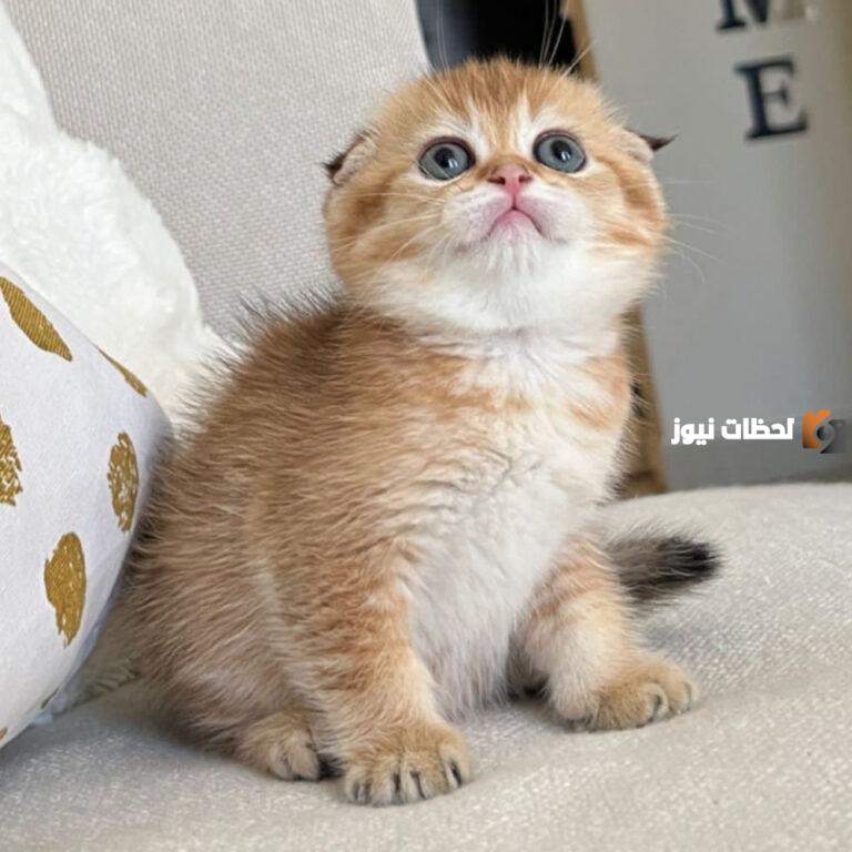 منع القطط من التبول أمام باب المنزل