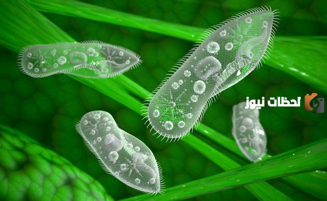 في الطلائعيات تعد شعبة اللحميات أكثر شبها بالبوغيات