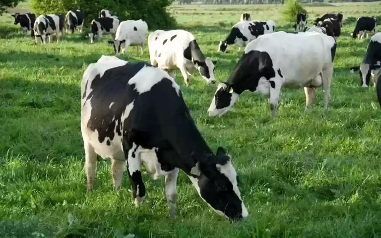 كم مبلغ إعانة مربى المواشي للراس الواحد؟
