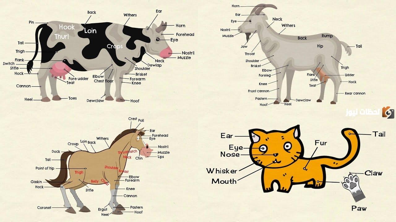أجب عن السؤال التالي | كيف تساعد أجهزة الجسم الحيوانات على البقاء