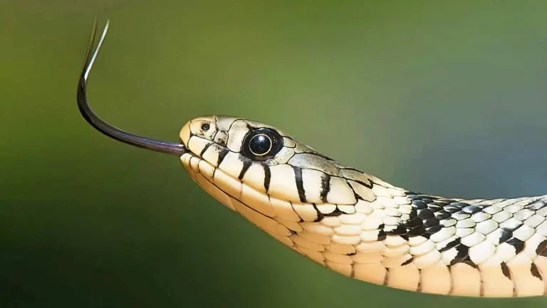 ما تفسير حلم الثعبان في الحمام؟
