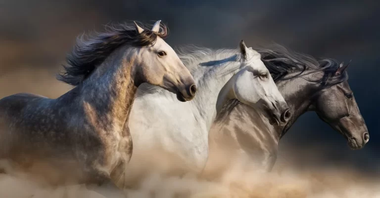 ما تفسير حلم السقوط من الحصان؟