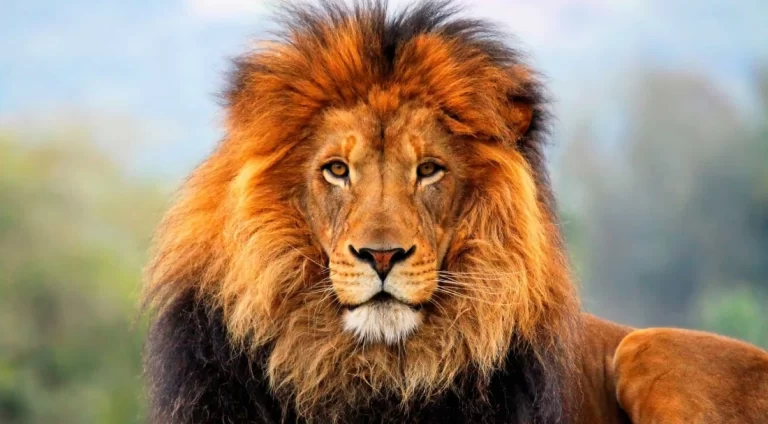 ما معنى حلم الأسد بعد الرقية؟