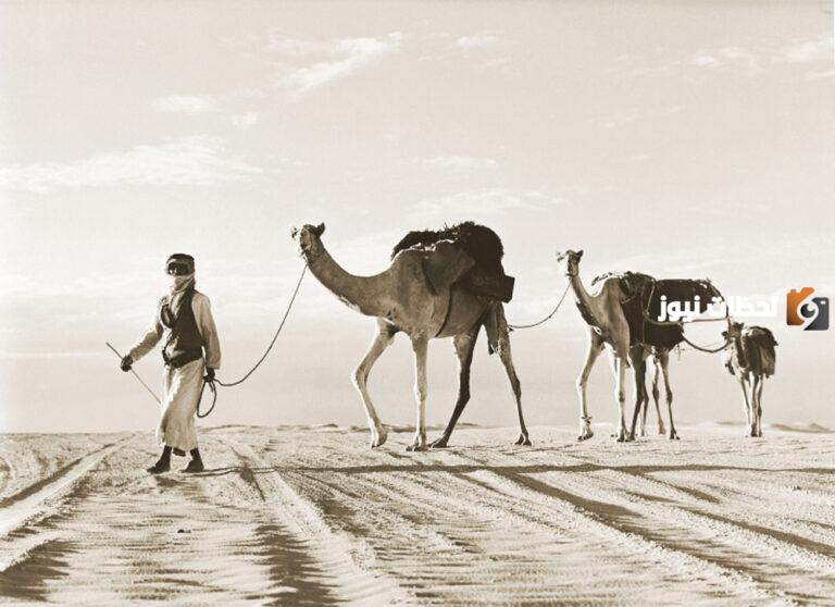 ما هو أكثر عدد قبيلة في الإمارات؟