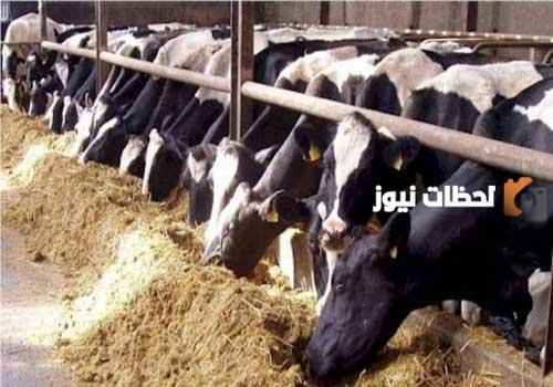 ما هي شروط قرض المواشي؟ شروط دعم المواشي