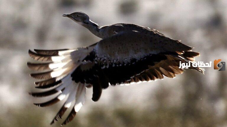 متى هجرة الطيور 1447 في السعودية ومتى يبدأ موسم صيد الطيور وما هو السبب وراء الهجرة؟
