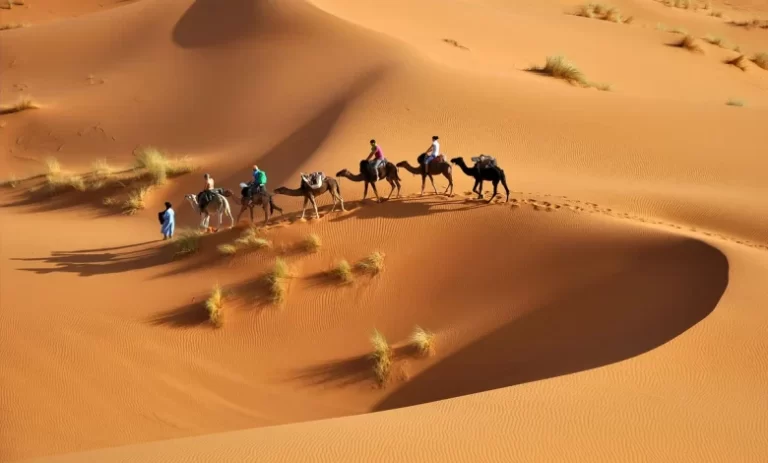 503 رمز اي قبيلة وما أصلها ونسبها