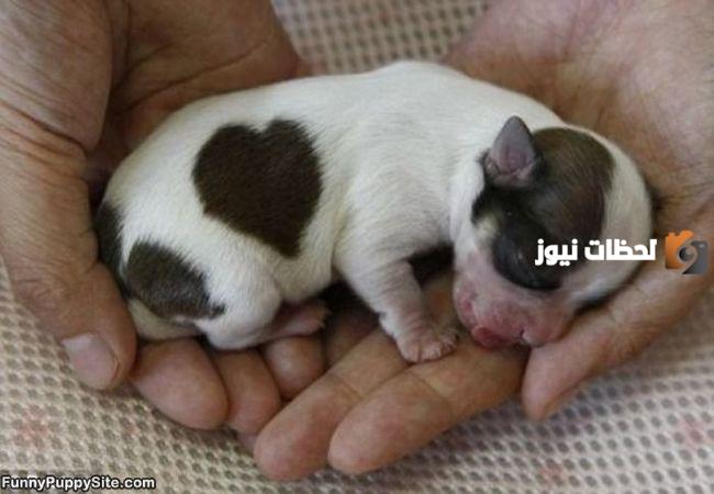 أصغر نوع كلاب في العالم