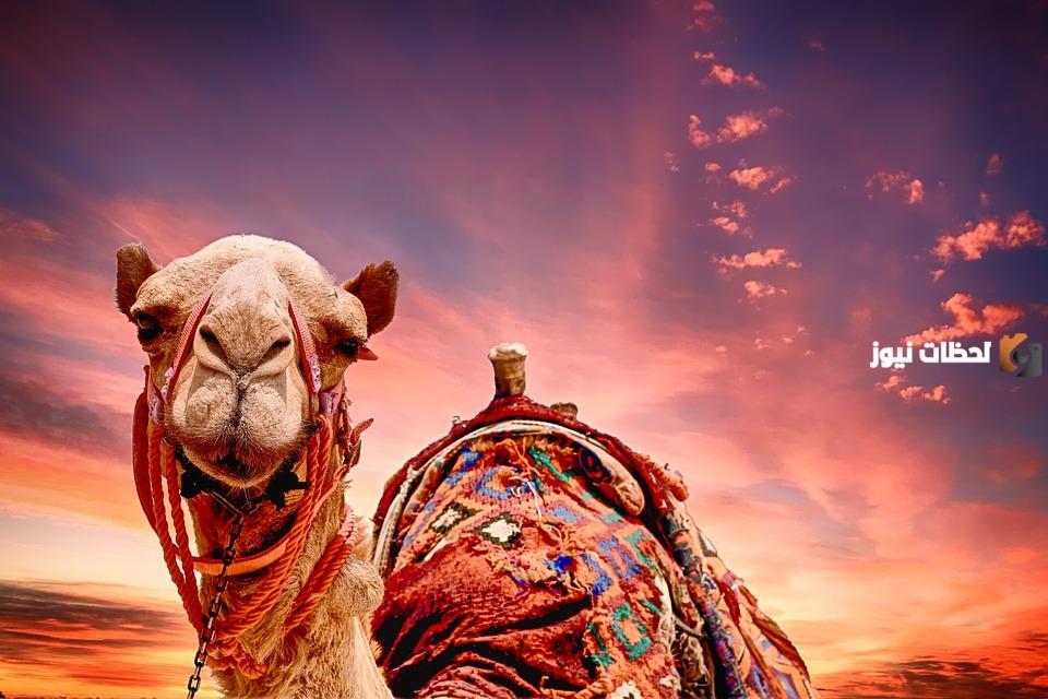العتيق من وين .. أصل قبيلة العتيق من وين