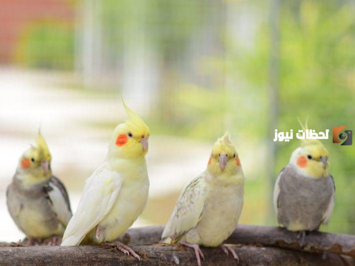أفضل انواع العصافير الكوكتيل