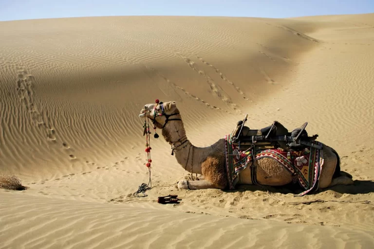 الدبيخي من وين؟ الدبيخي وش يرجعون؟