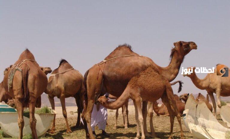 الرشيدي وش يرجع؟ الرشيدي من أي قبيلة؟