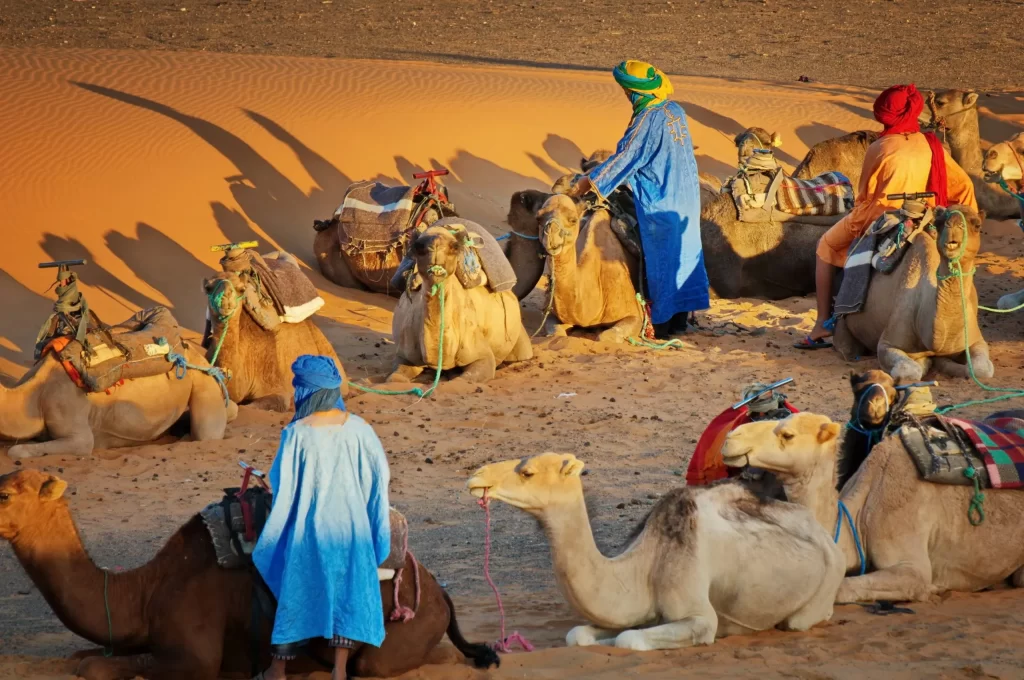السالمي وش يرجع هل السالمي حربي؟