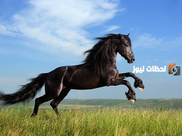 تفسير حلم هجوم الحصان علي