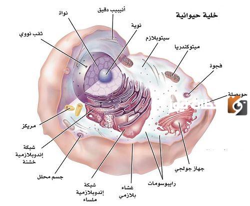 صواب أم خطأ | تحتوي الخلايا الحيوانيه على جدار خلوي ....