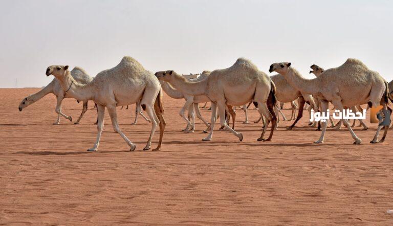 عائلة اللاحم في القصيم وش ترجع