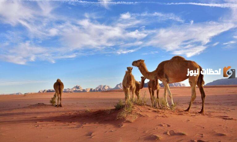 قبيلة الرشيدي هل هم صلب؟ هل الرشيدي لهم أصل؟