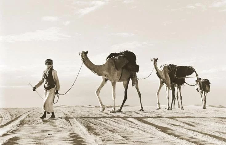 قبيلة الزعبي وش يرجع أصل الزعبي من وين