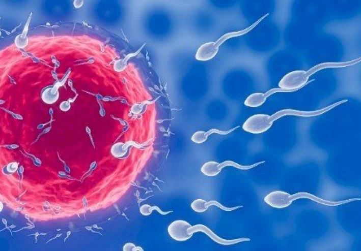 حلمت اني في مرحلة التبويض وانا متزوجة