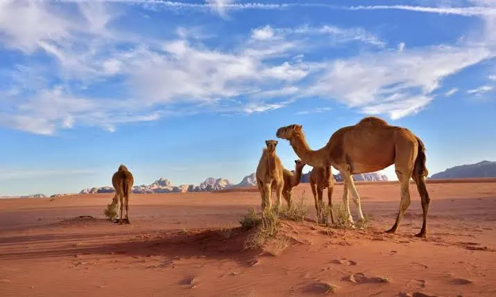 ما هو أصل قبيلة الأحمدي الأحمدي