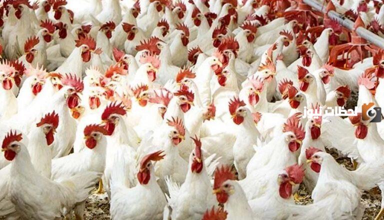 ما هي اسباب ارتفاع اسعار الدواجن في العالم؟ وهل سيستمر في الارتفاع؟