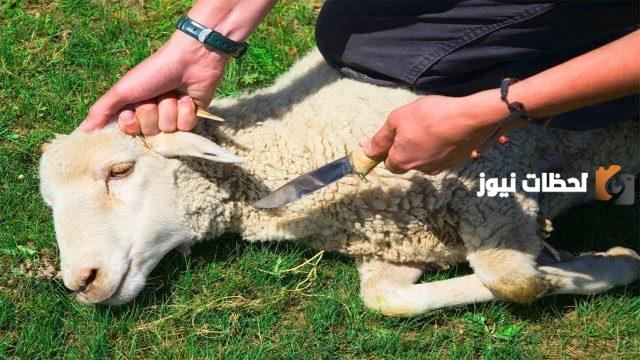 هل الهدي واجب على الحاج