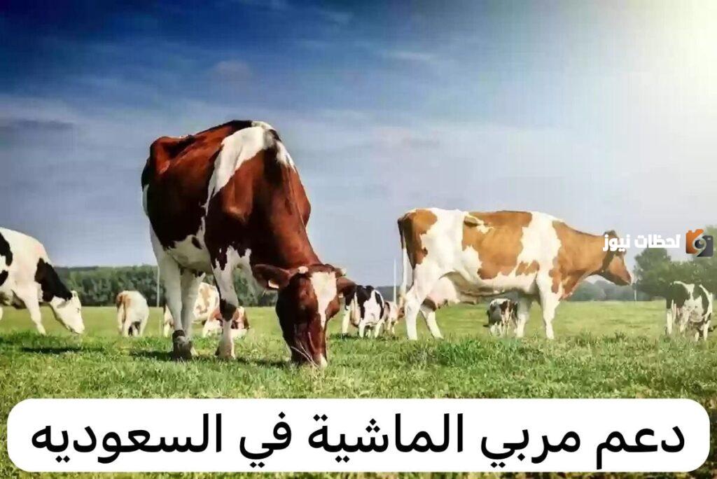 خطوات الاستعلام عن دعم المواشي, كيفية الاستعلام عن دعم المواشي