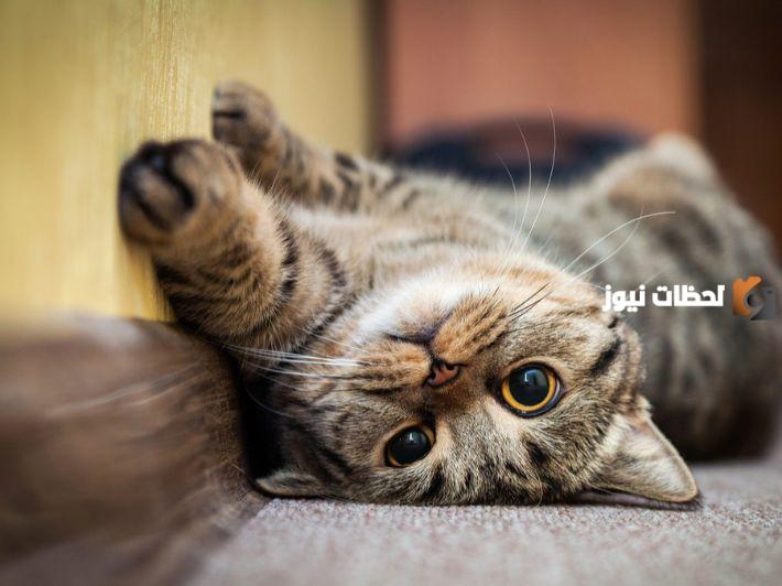 اسماء قطط ذكور مضحكة 2025 اسماء قطط ذكور شيرازي