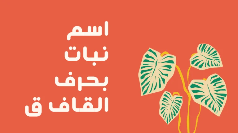 اسماء نبات بحرف القاف ق وجميع المعلومات عن نباتات بحرف ق
