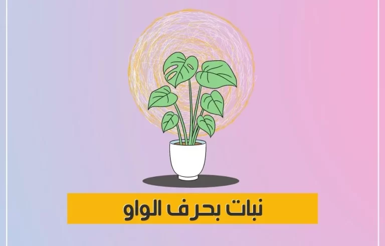 اسماء نبات بحرف الواو و وجميع المعلومات عن نباتات بحرف و