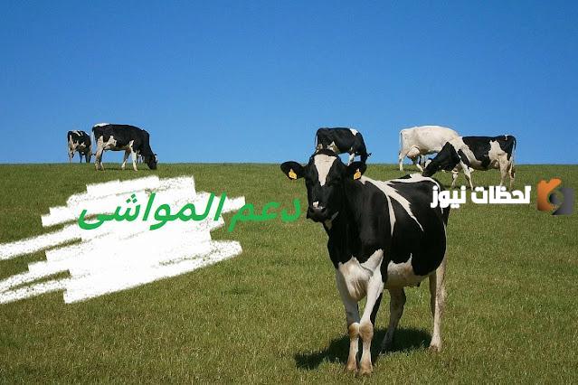 تعرف على أهلية دعم المواشي 1447 نقلا عن وزارة البيئة والمياه والزراعة