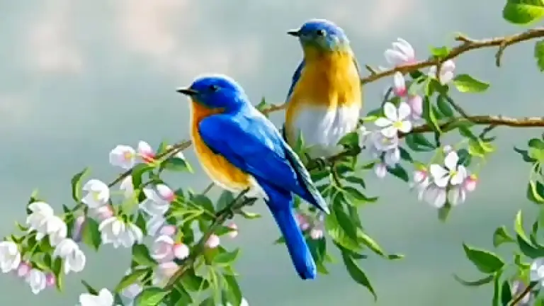 صوت صفير البلبل “حمل الآن”