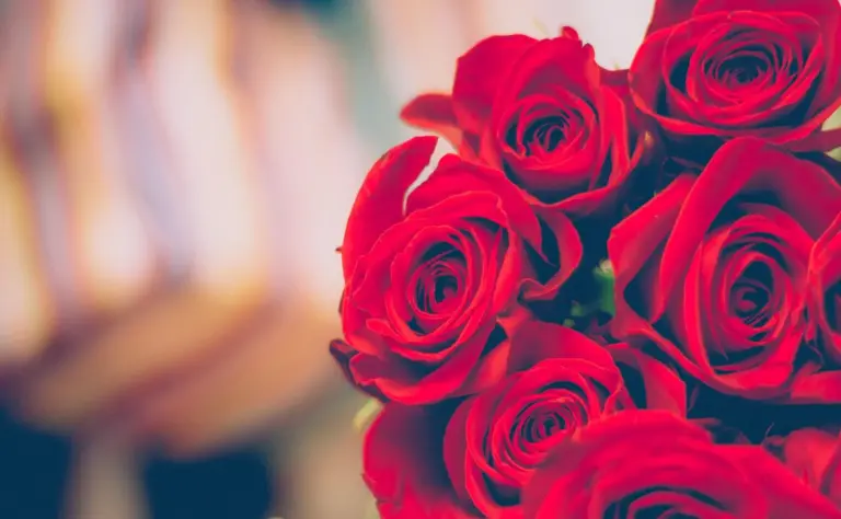 ما معنى الورد الأحمر في الحب