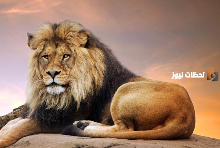 نسبة الغيرة لدى برج الأسد في الحب 2025