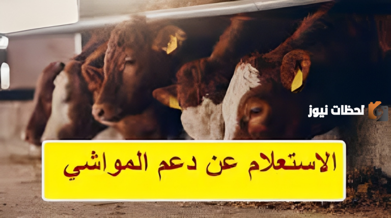 وزارة البيئة والمياه توضح طريقة الاستعلام حول دعم المواشي بالسعودية