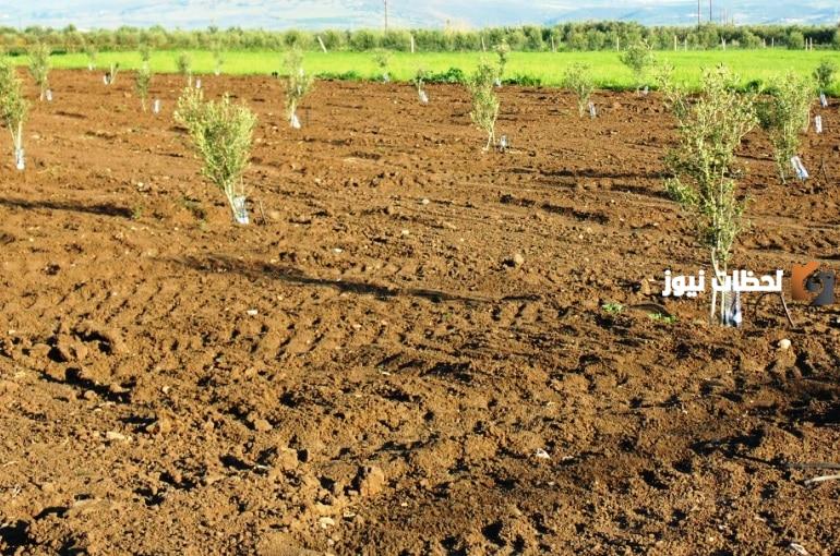 طريقة زراعة الزيتون في البيت بكل سهولة